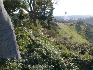 TheBackYard02