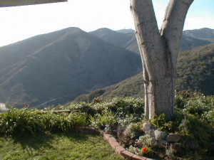 TheBackYard04