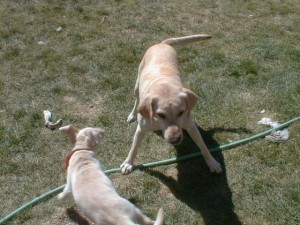 PuppyPickUp00