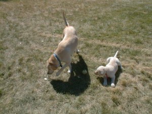 PuppyPickUp04