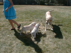 PuppyPickUp07