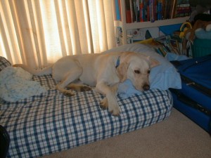 PIC00038c