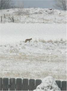 coyote