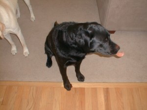jedi having tongue problems