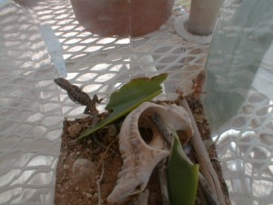 lizard and gecko