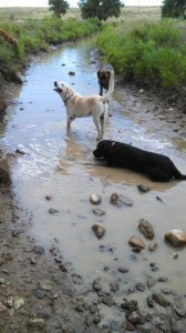 Augie and Copper