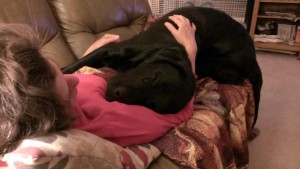 Augie and Copper
