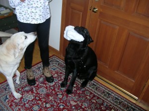 Augie and Copper